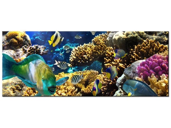 Obraz Rafa koralowa, 100x40 cm Oobrazy