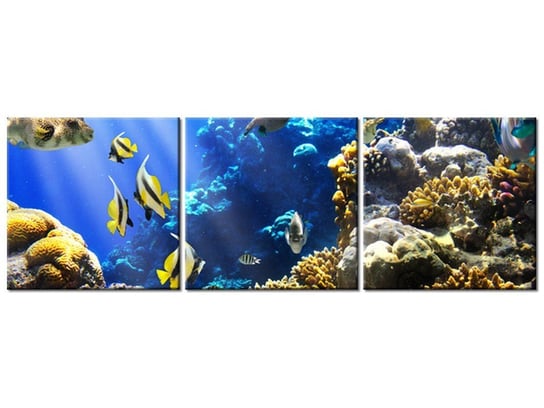 Obraz, Rafa koralowa, 3 elementy, 150x50 cm Oobrazy