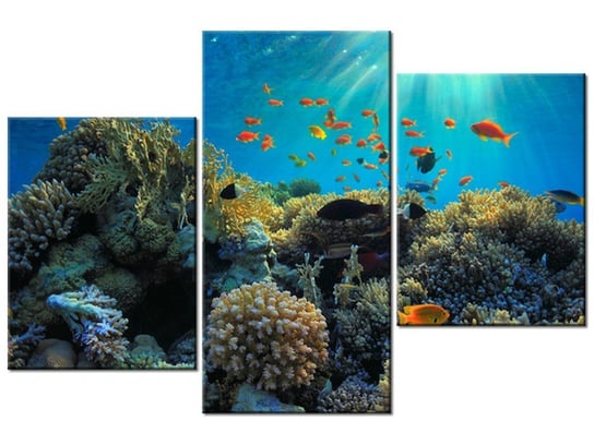 Obraz Rafa koralowa, 3 elementy, 90x60 cm Oobrazy
