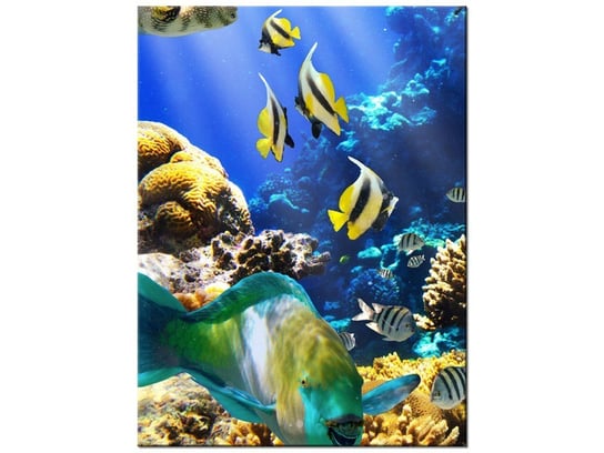 Obraz Rafa koralowa, 30x40 cm Oobrazy