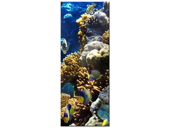 Obraz Rafa koralowa, 40x100 cm Oobrazy