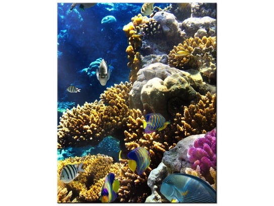 Obraz Rafa koralowa, 40x50 cm Oobrazy