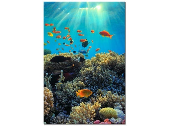 Obraz Rafa koralowa, 40x60 cm Oobrazy