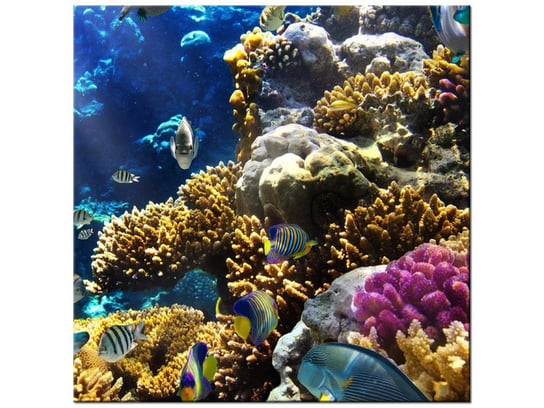 Obraz Rafa koralowa, 50x50 cm Oobrazy