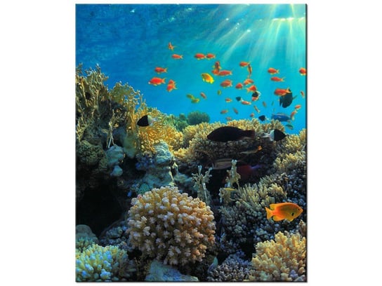 Obraz Rafa koralowa, 50x60 cm Oobrazy