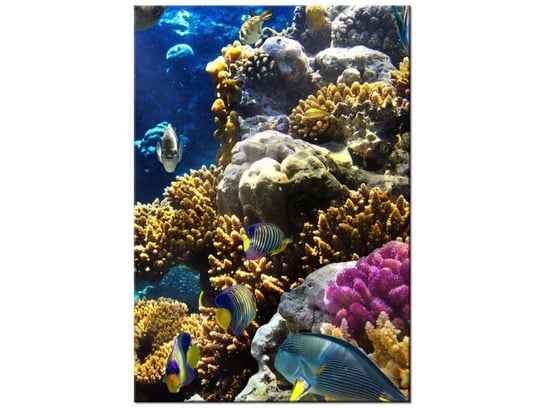 Obraz Rafa koralowa, 70x100 cm Oobrazy