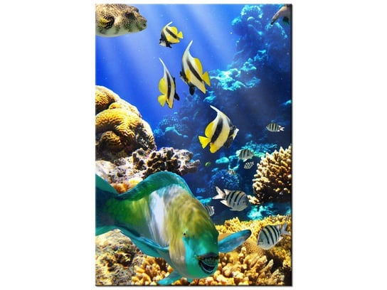 Obraz Rafa koralowa, 70x100 cm Oobrazy
