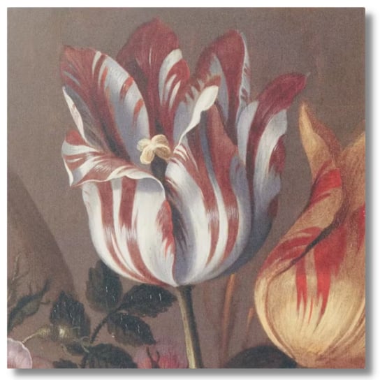 Obraz Rama Dibond 20X20Cm Tulipan Inna marka