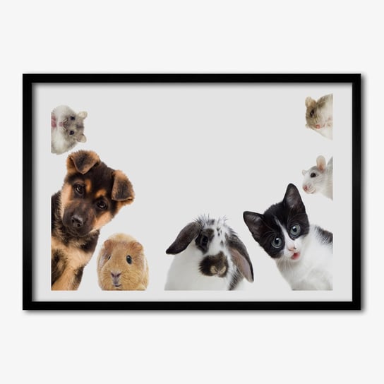 Obraz ramka na ścianę TULUP Zwierzęta domowe 70x50 cm Tulup