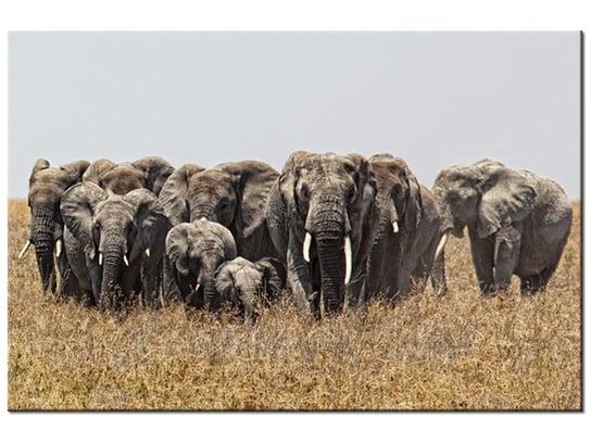 Obraz Rodzina słoni - Feans, 120x80 cm Oobrazy
