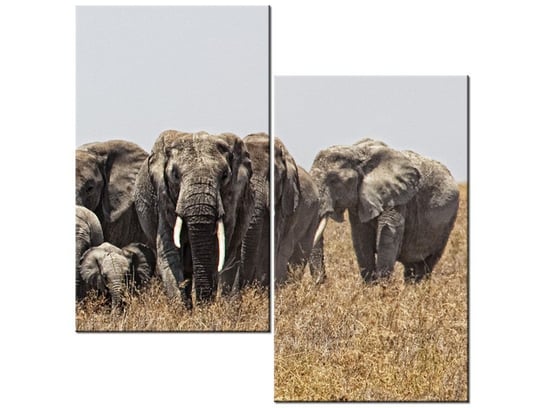 Obraz Rodzina słoni - Feans, 2 elementy, 60x60 cm Oobrazy
