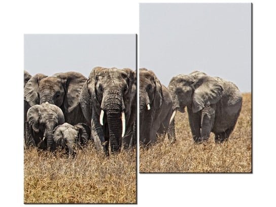 Obraz Rodzina słoni - Feans, 2 elementy, 80x70 cm Oobrazy