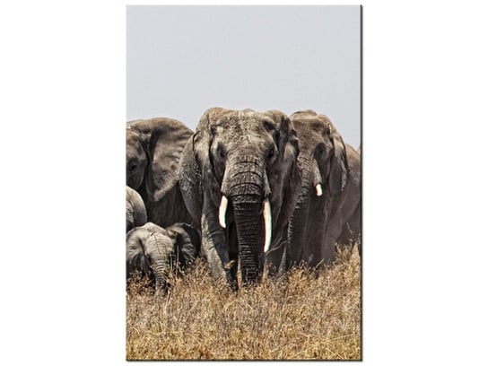 Obraz Rodzina słoni - Feans, 20x30 cm Oobrazy