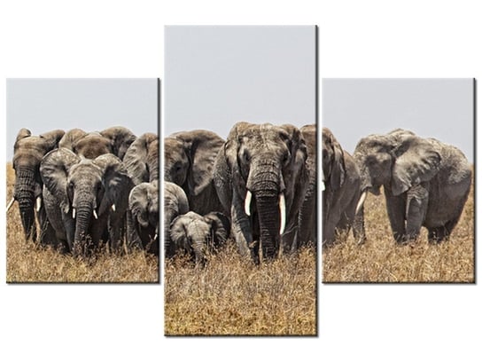 Obraz Rodzina słoni - Feans, 3 elementy, 90x60 cm Oobrazy