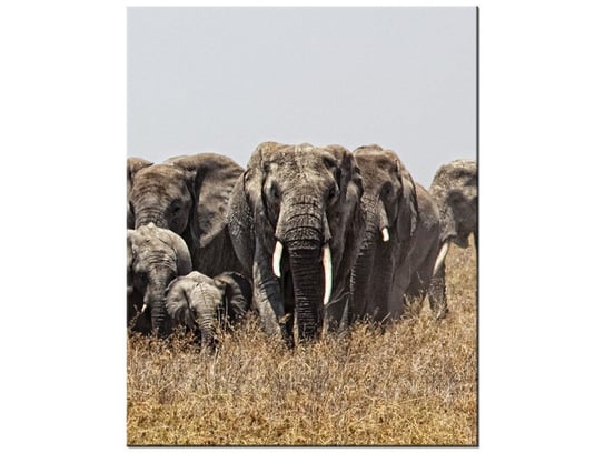 Obraz Rodzina słoni - Feans, 40x50 cm Oobrazy