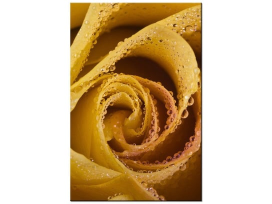 Obraz Rosa wśród płatków róży, 20x30 cm Oobrazy