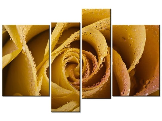 Obraz Rosa wśród płatków róży, 4 elementy, 130x85 cm Oobrazy