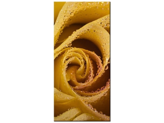 Obraz Rosa wśród płatków róży, 55x115 cm Oobrazy