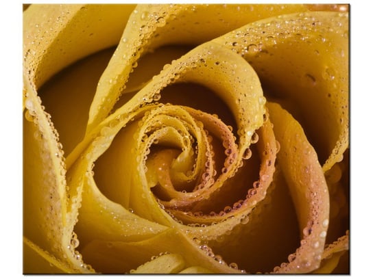 Obraz Rosa wśród płatków róży, 60x50 cm Oobrazy