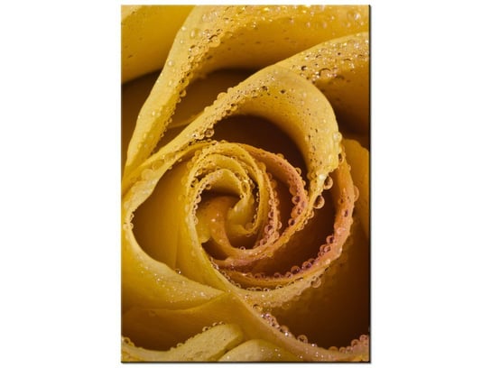 Obraz Rosa wśród płatków róży, 70x100 cm Oobrazy