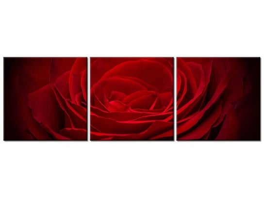 Obraz, Róża dla ukochanej, 3 elementy, 150x50 cm Oobrazy