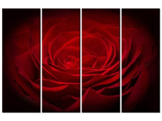 Obraz Róża dla ukochanej, 4 elementy, 120x80 cm Oobrazy