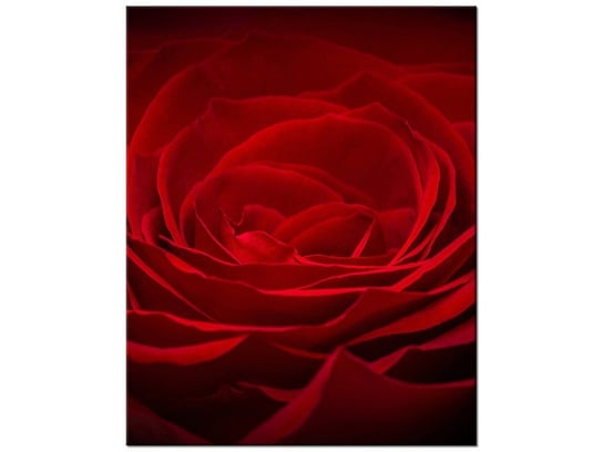 Obraz Róża dla ukochanej, 40x50 cm Oobrazy