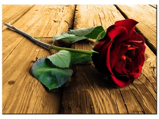 Obraz Róża dla ukochanej, 70x50 cm Oobrazy