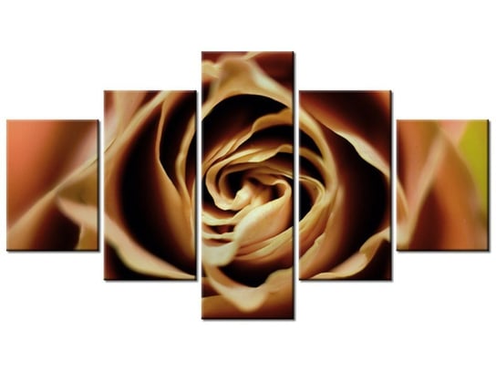 Obraz Róza herbaciana, 5 elementów, 125x70 cm Oobrazy