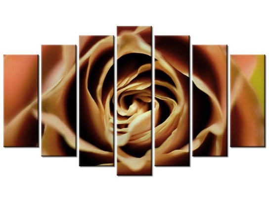 Obraz Róza herbaciana, 7 elementów, 140x80 cm Oobrazy