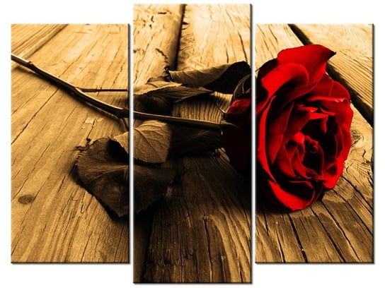 Obraz, Róża w sepii, 3 elementy, 90x70 cm Oobrazy