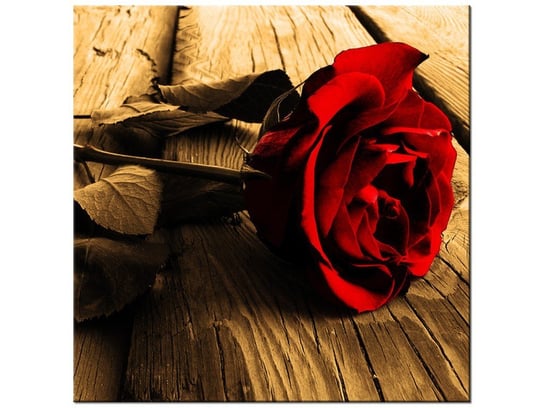 Obraz Róża w sepii, 30x30 cm Oobrazy