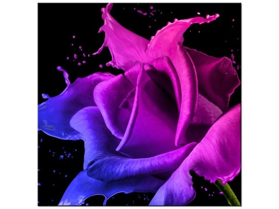 Obraz, Róża z farb - Jakub Banaś, 30x30 cm Oobrazy