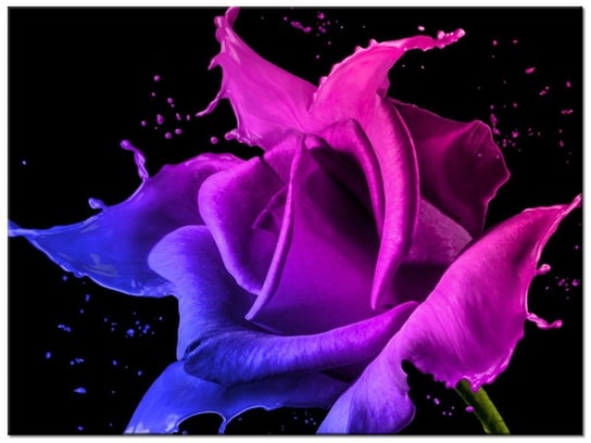 Obraz Róża z farb - Jakub Banaś, 40x30 cm Oobrazy