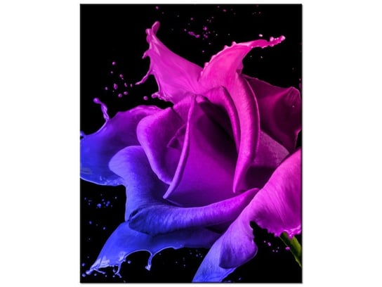Obraz Róża z farb - Jakub Banaś, 60x75 cm Oobrazy