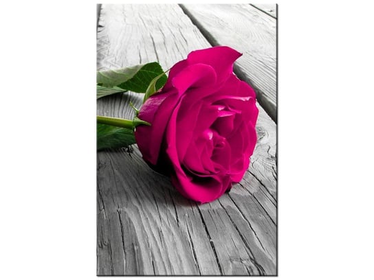 Obraz Różowa róża na moście, 60x90 cm Oobrazy