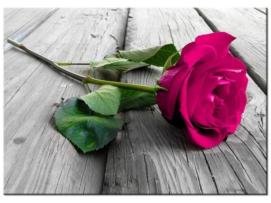Obraz Różowa róża na moście, 70x50 cm Oobrazy