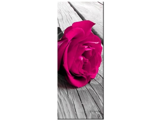 Obraz Różowa różyczka, 40x100 cm Oobrazy