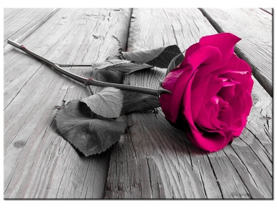 Obraz Różowa różyczka, 70x50 cm Oobrazy