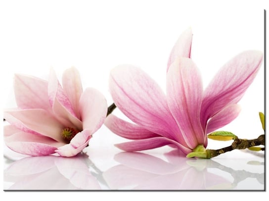 Obraz, Różowe magnolie, 100x70 cm Oobrazy