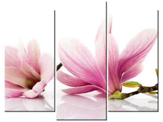 Obraz, Różowe magnolie, 3 elementy, 90x70 cm Oobrazy