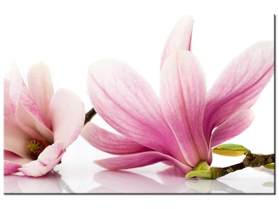 Obraz Różowe magnolie, 30x20 cm Oobrazy