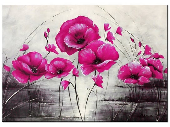 Obraz Różowe Maki, 70x50 cm Oobrazy