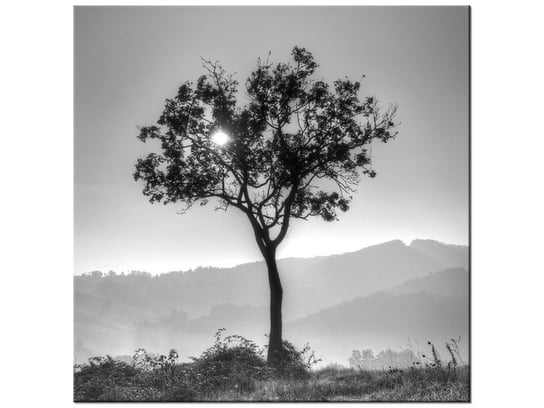 Obraz Samotne drzewo - Foto di Spalle, 50x50 cm Oobrazy