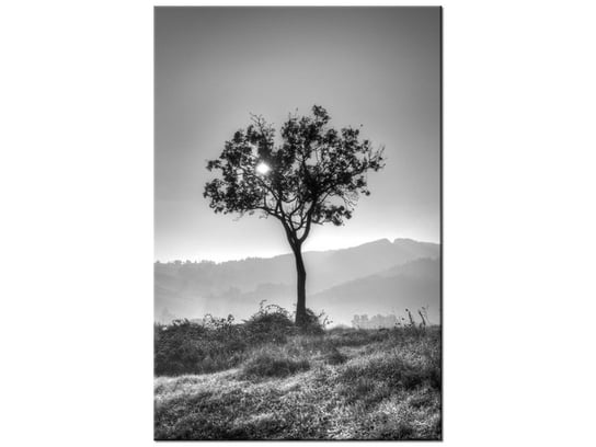 Obraz Samotne drzewo - Foto di Spalle, 80x120 cm Oobrazy