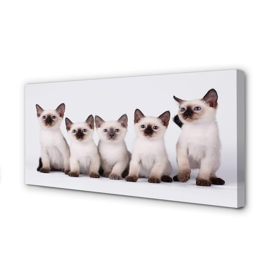Obraz ścienny dekor na płótnie TULUP Małe koty, 100x50 cm cm Tulup