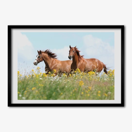 Obraz ścienny z ramką TULUP Dwa konie w galopie 70x50 cm Tulup