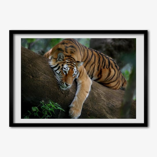 Obraz ścienny z ramką TULUP Tygrys na drzewie 70x50 cm Tulup