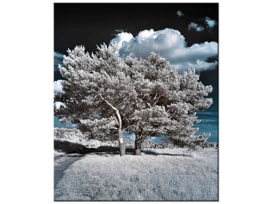Obraz Silne drzewa, 50x60 cm Oobrazy