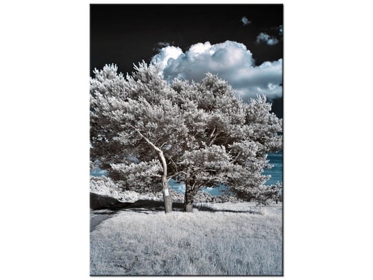 Obraz Silne drzewa, 50x70 cm Oobrazy